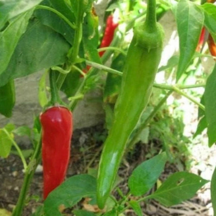 Piment Fort Coréen