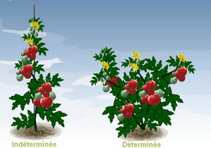 Tomate Indéterminée