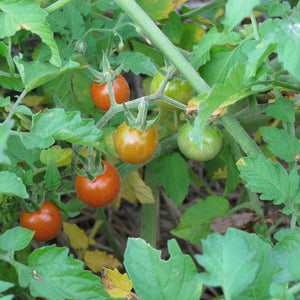 Tomate Cerise Ancestrale