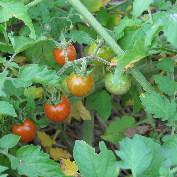 Tomate Cerise Ancestrale