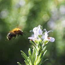 Charger l'image dans la galerie, Romarin
