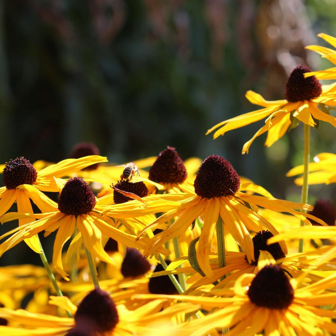 Rudbeckia Jaune