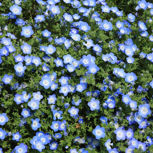 Lin Bleu