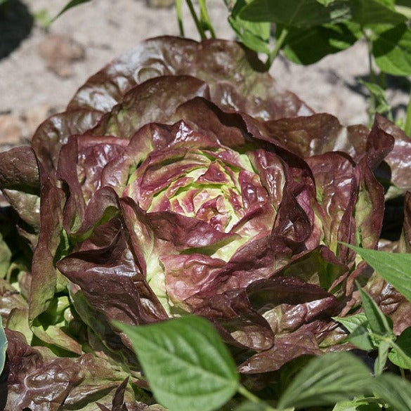 Laitue Pommée Rouge
