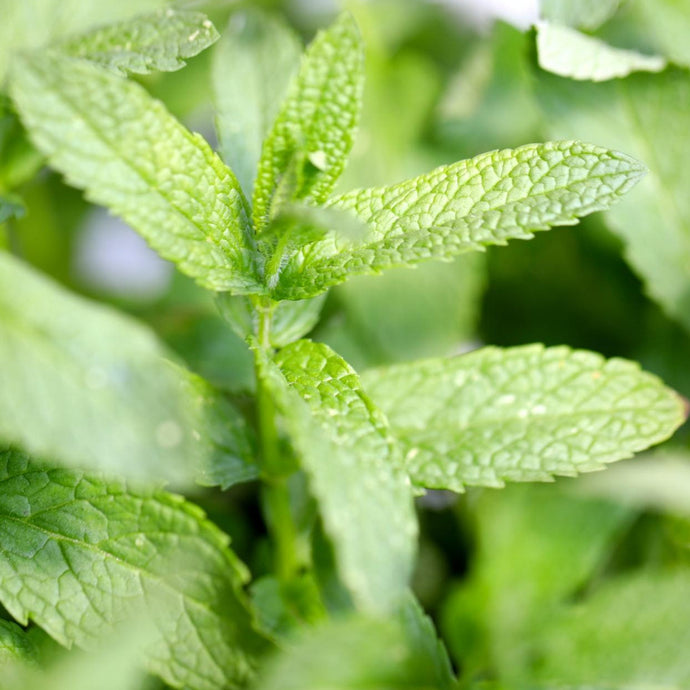 Menthe Verte