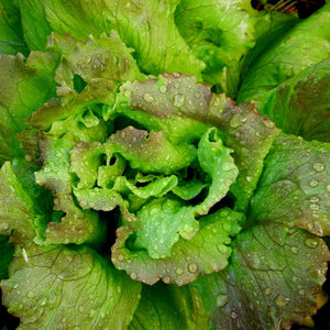 Laitue Frisée Rouge