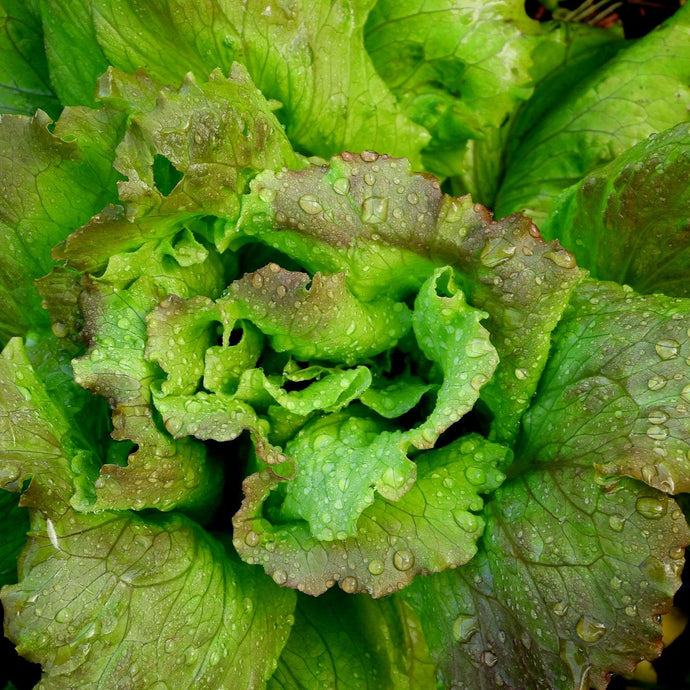 Laitue Frisée Rouge