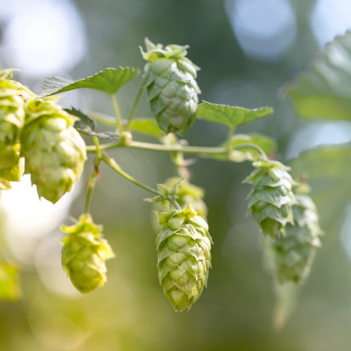 Houblon - Chinook 2e année