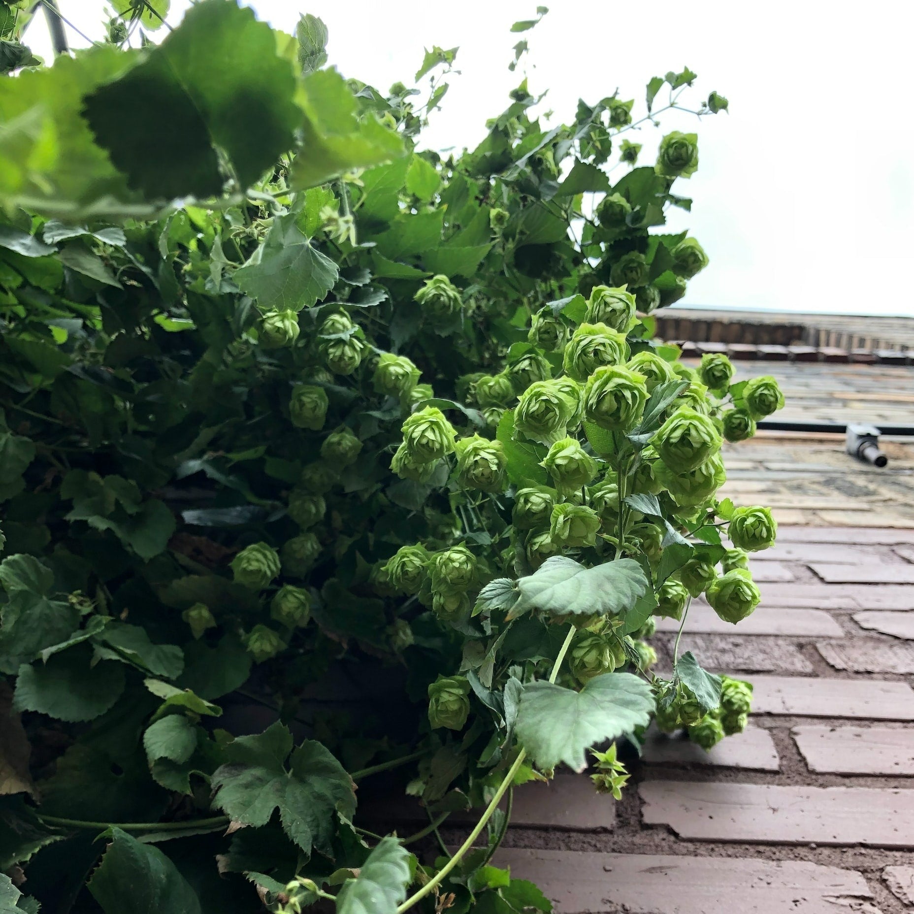 Houblon – La Brouette Maraîchère