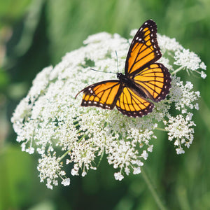 Achillée Millefeuilles