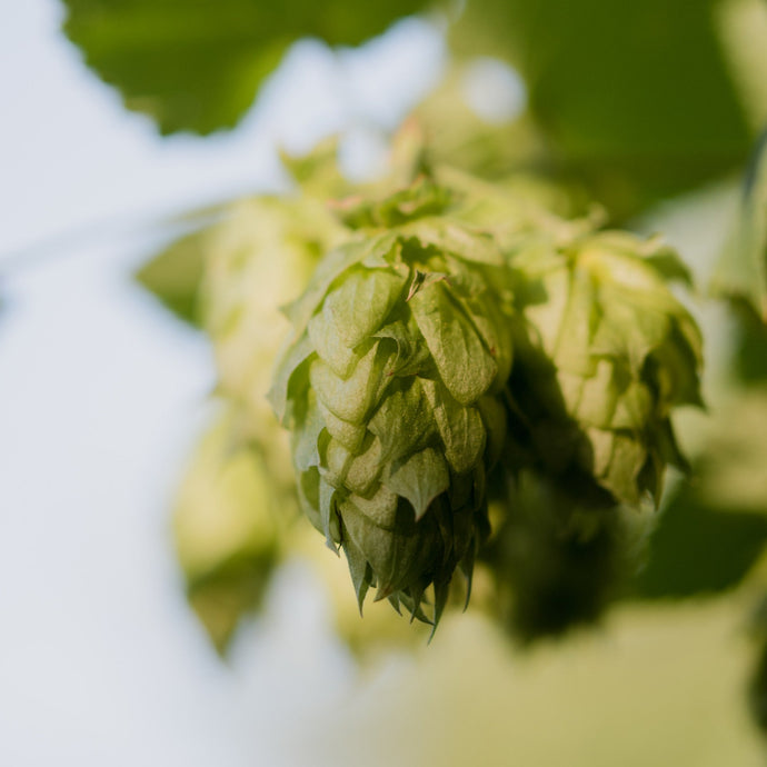 Houblon - Mount Hood 2e année