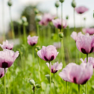 Coquelicot Mauve