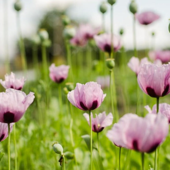 Coquelicot Mauve