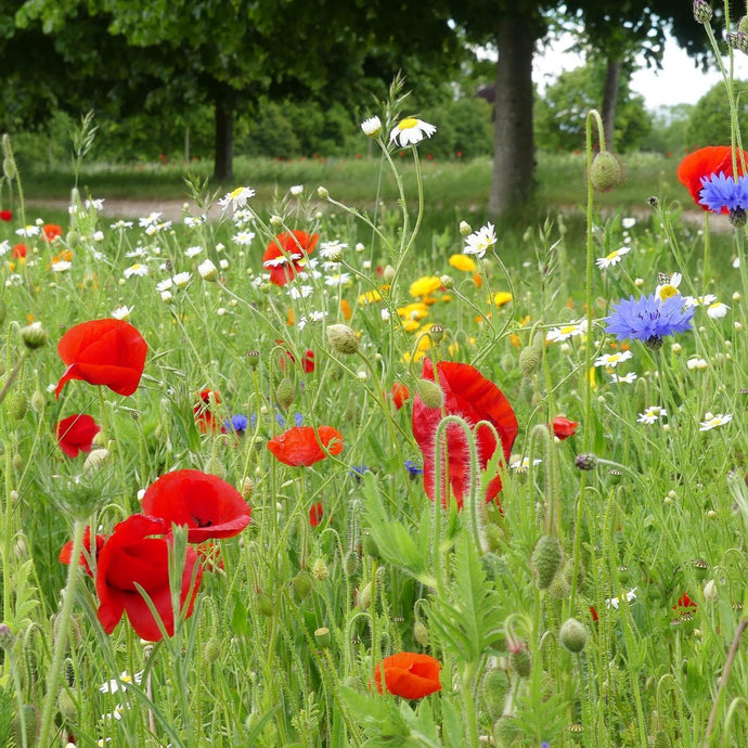 Coquelicot