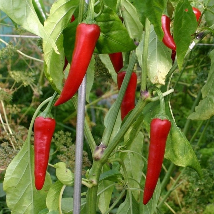 Poivre de Cayenne un piment forte