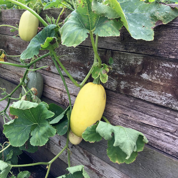 Courge Spaghetti
