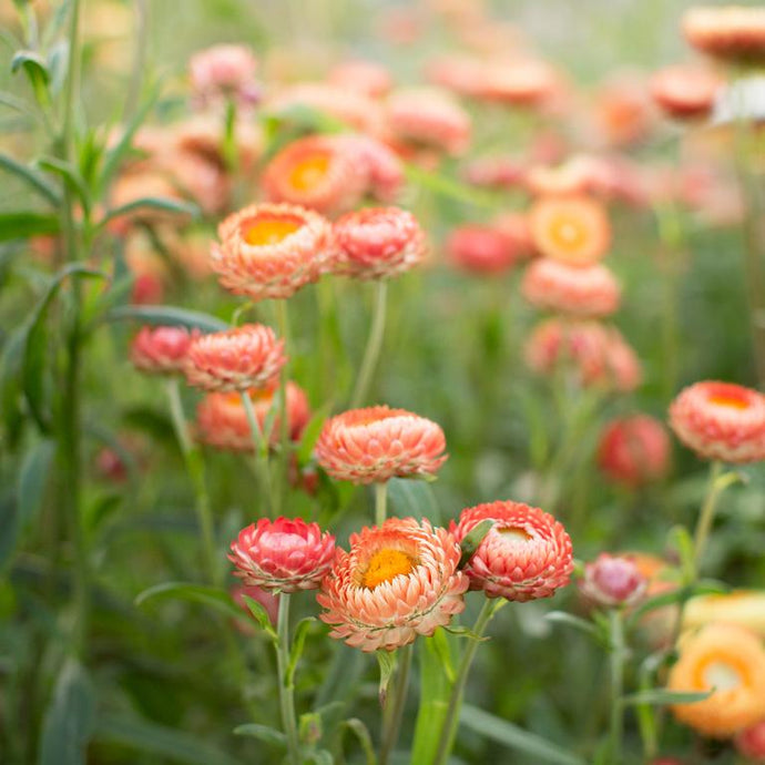 Immortelle Apricot