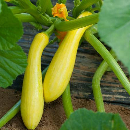 Courgette Jaune