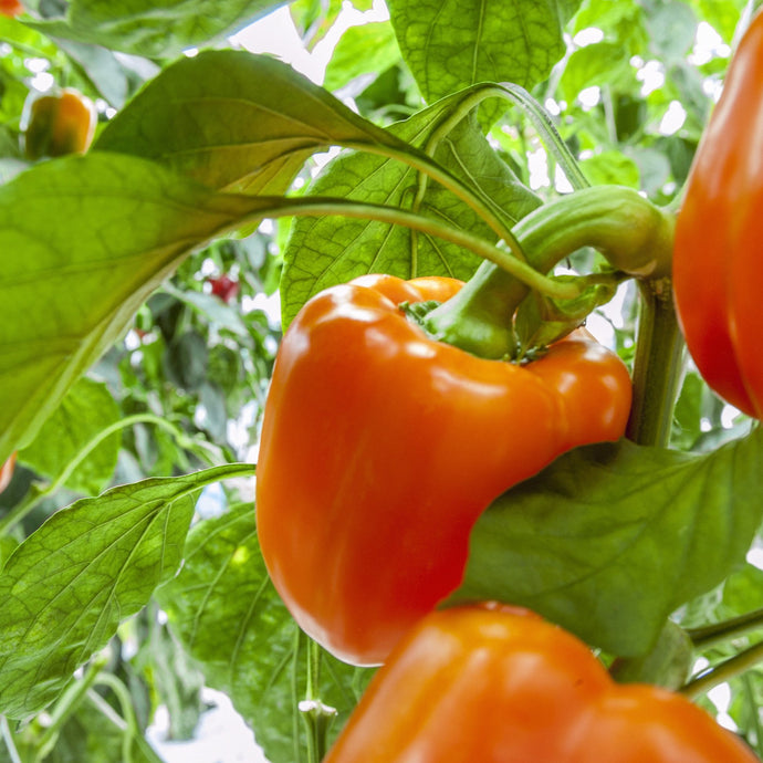 Poivron Orange