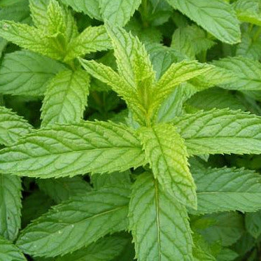 Menthe Poivrée