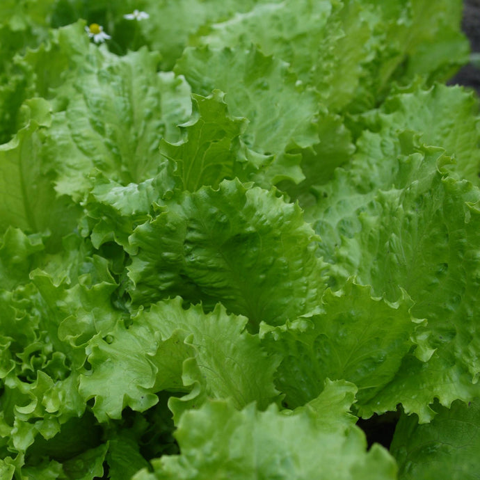 Laitue Frisée Verte