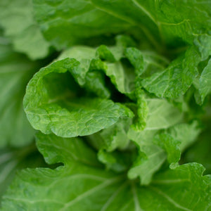 Laitue Romaine